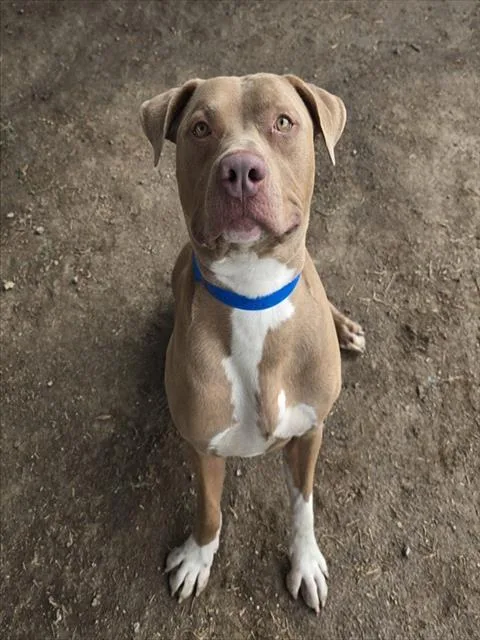 A young large-sized male Pit Bull Terrier dog named Rico for adoption in Riverside, CA