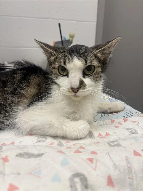 An adult small-sized female Domestic Short Hair cat named Winifred for adoption in Indianapolis, IN
