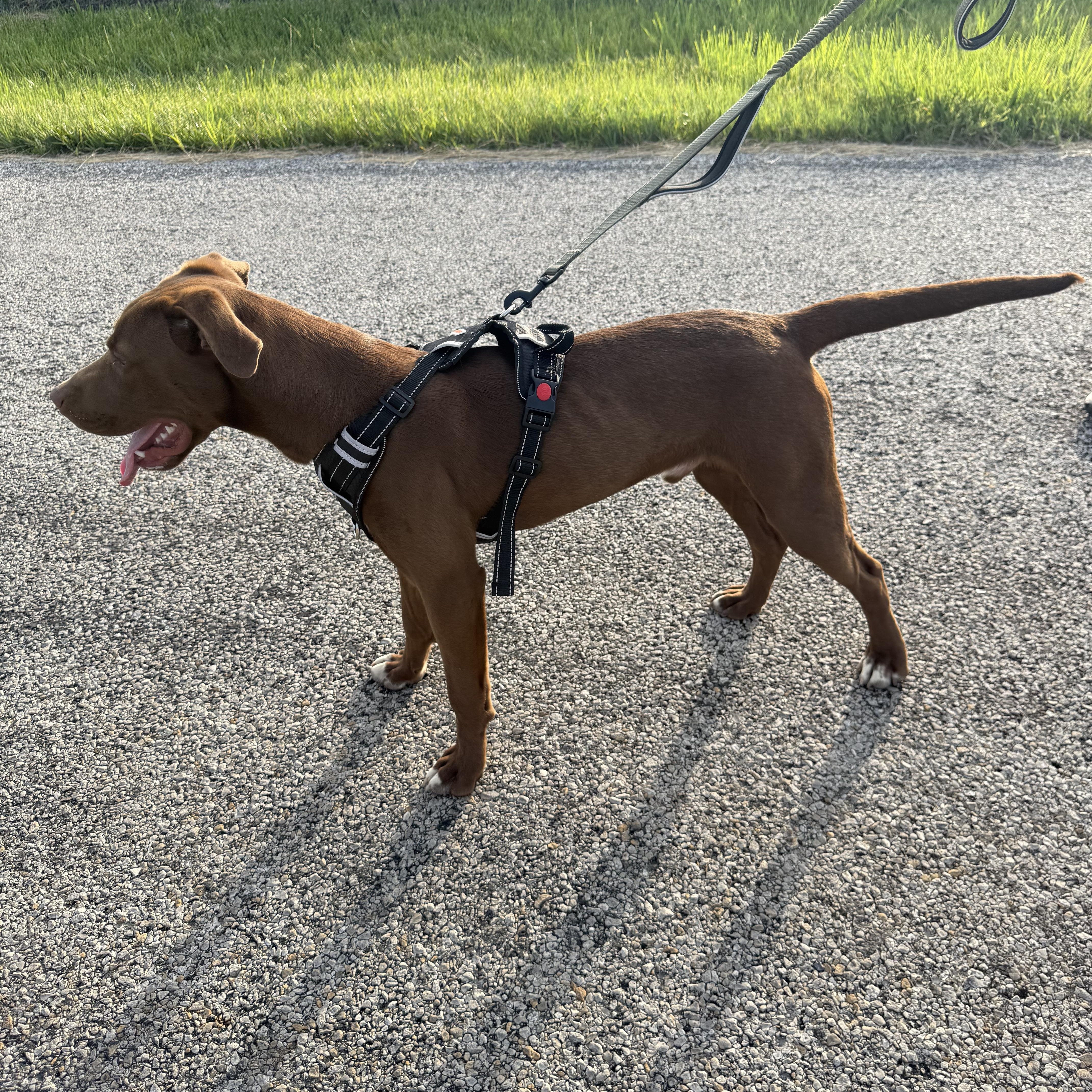 A young medium-sized male Brown / Chocolate Chocolate Labrador Retriever dog named Goose for adoption in Hiawatha, KS