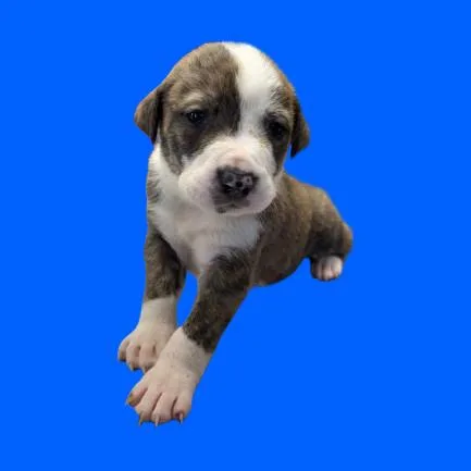 A young small-sized male Brindle Labrador Retriever dog named Hawk for adoption in Tuscaloosa, AL