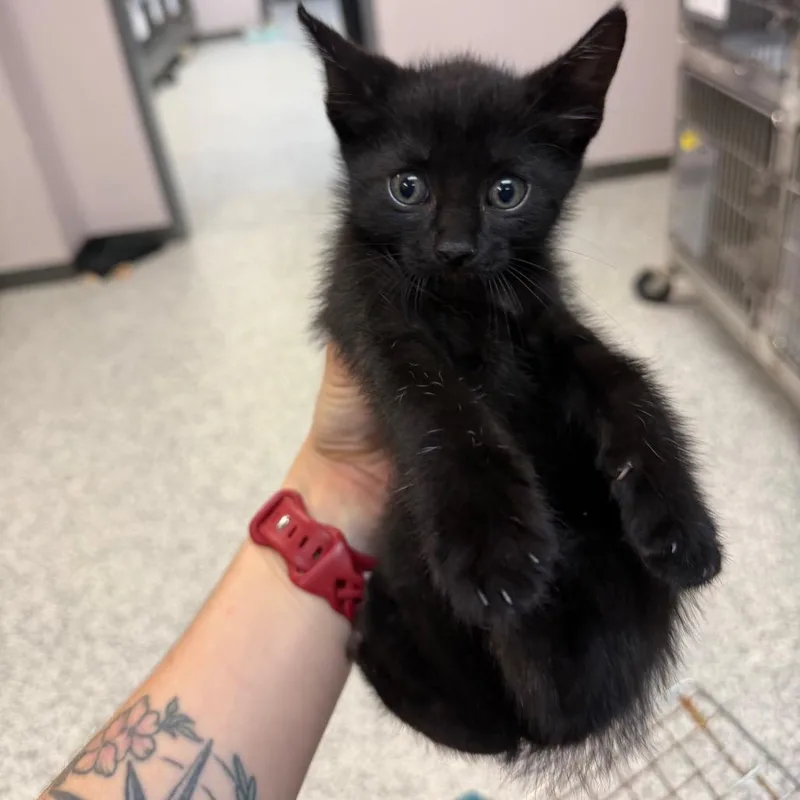 A baby small-sized male Black Domestic Short Hair cat named Noa for adoption in Port Charlotte, FL