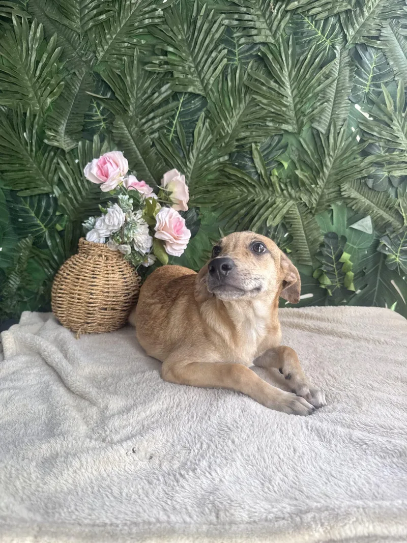 A baby medium-sized female Brown / Chocolate Mixed Breed dog named Velma for adoption in Richmond, VA