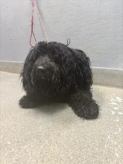 An adult large-sized male Poodle dog named Hei Hei for adoption in Las Vegas, NV