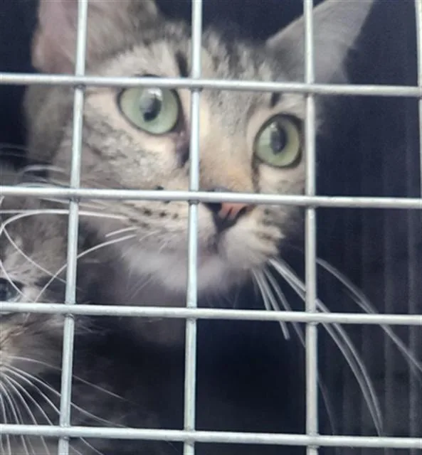 A young large-sized female Domestic Short Hair cat named Mother for adoption in Fort Lauderdale, FL