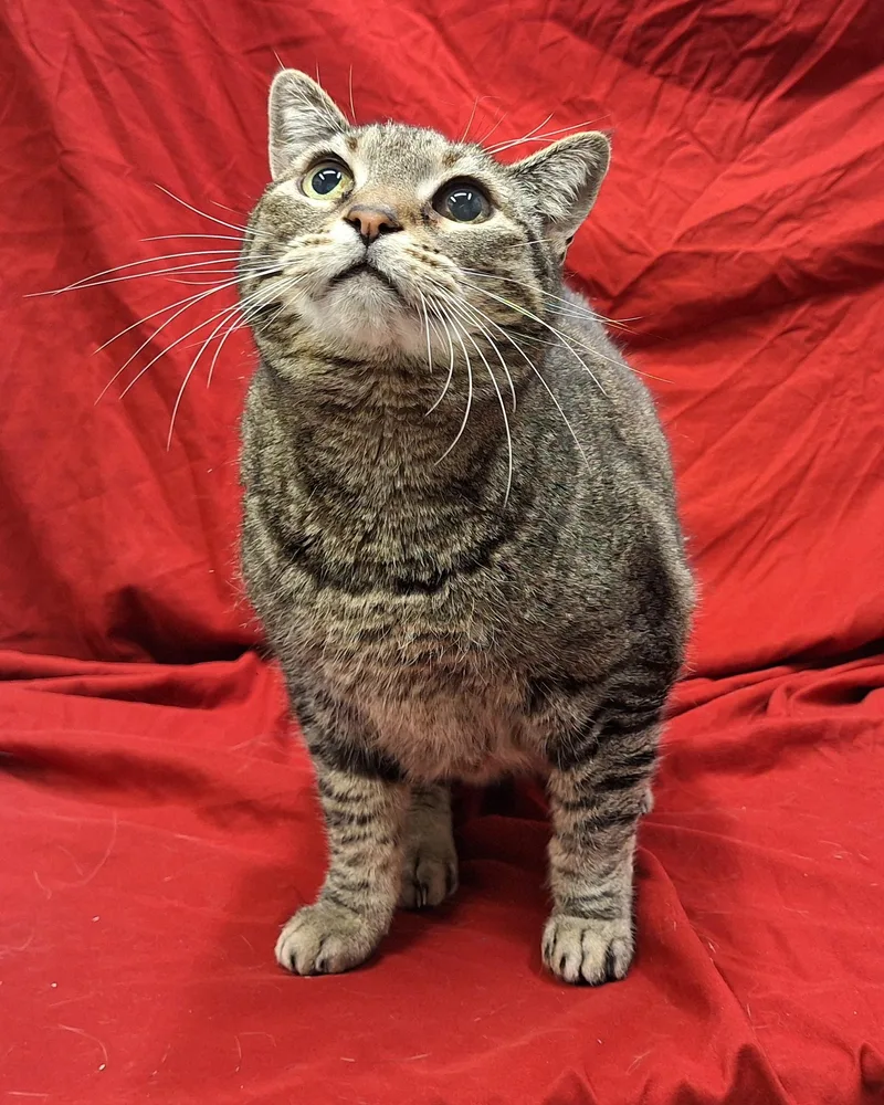 A senior medium-sized female Tabby (Brown / Chocolate) Domestic Short Hair cat named Frankie for adoption in Payson, AZ