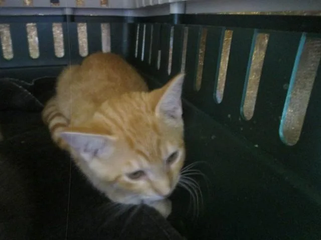 A baby small-sized female Domestic Short Hair cat named Sunrise for adoption in Ocala, FL