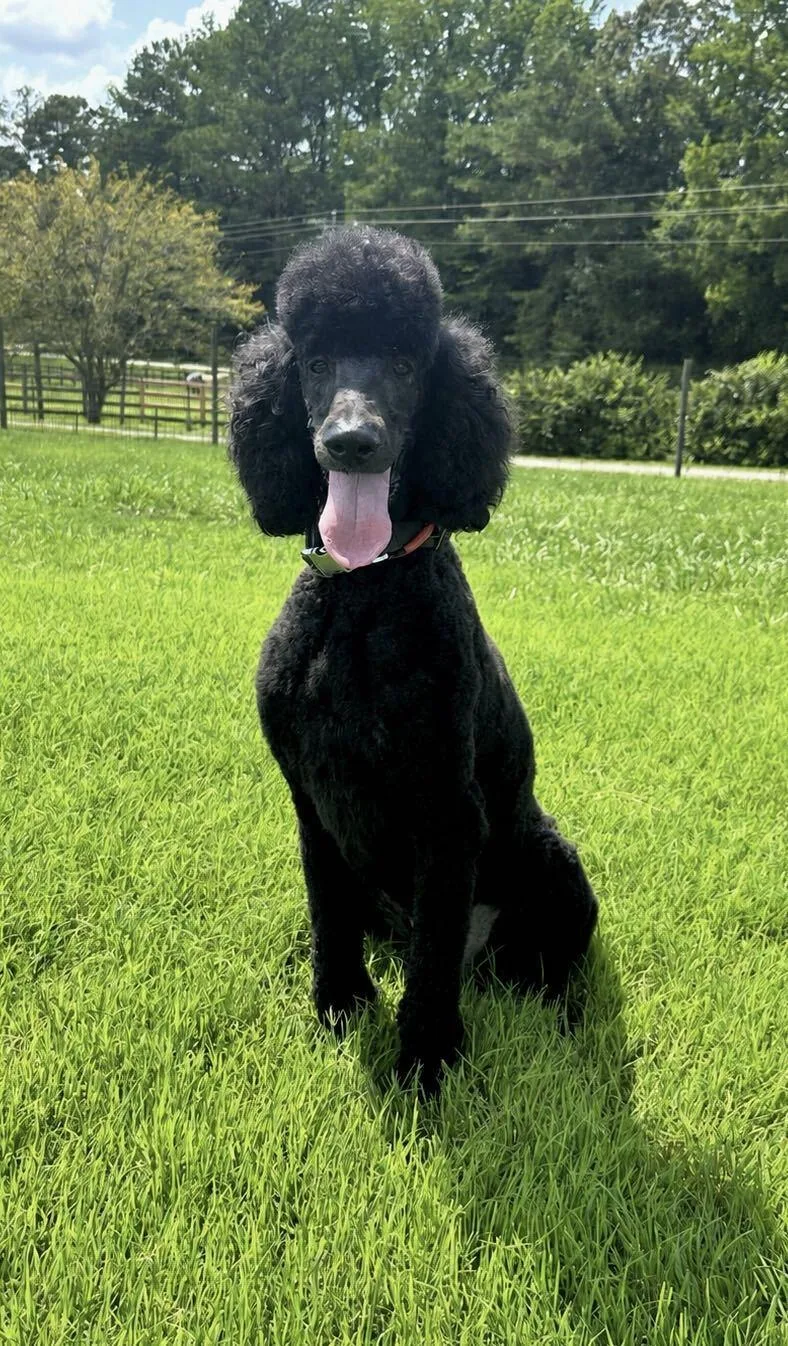 An adult large-sized male Standard Poodle dog named Kobee Jul for adoption in Pacolet, SC