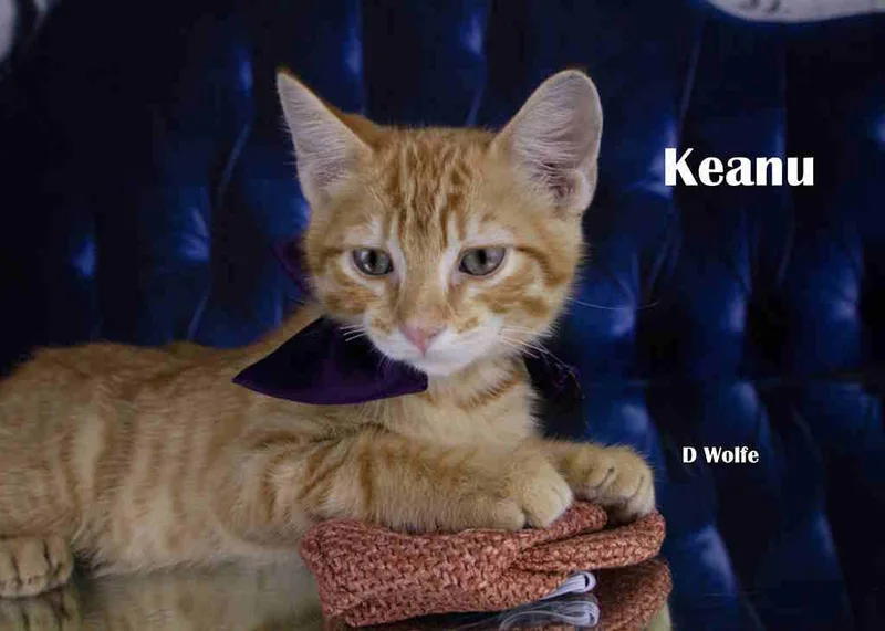 A baby large-sized male Tabby (Orange / Red) Tabby cat named Keanu for adoption in York, NE