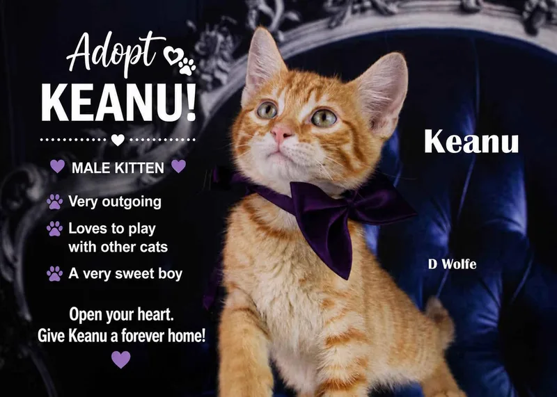 Keanu thumbnail 2