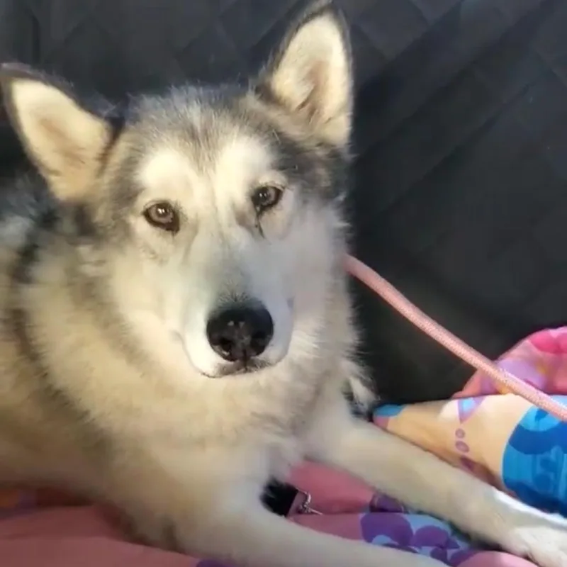 An adult medium-sized male White / Cream Siberian Husky dog named Nike for adoption in Apache Junction, AZ