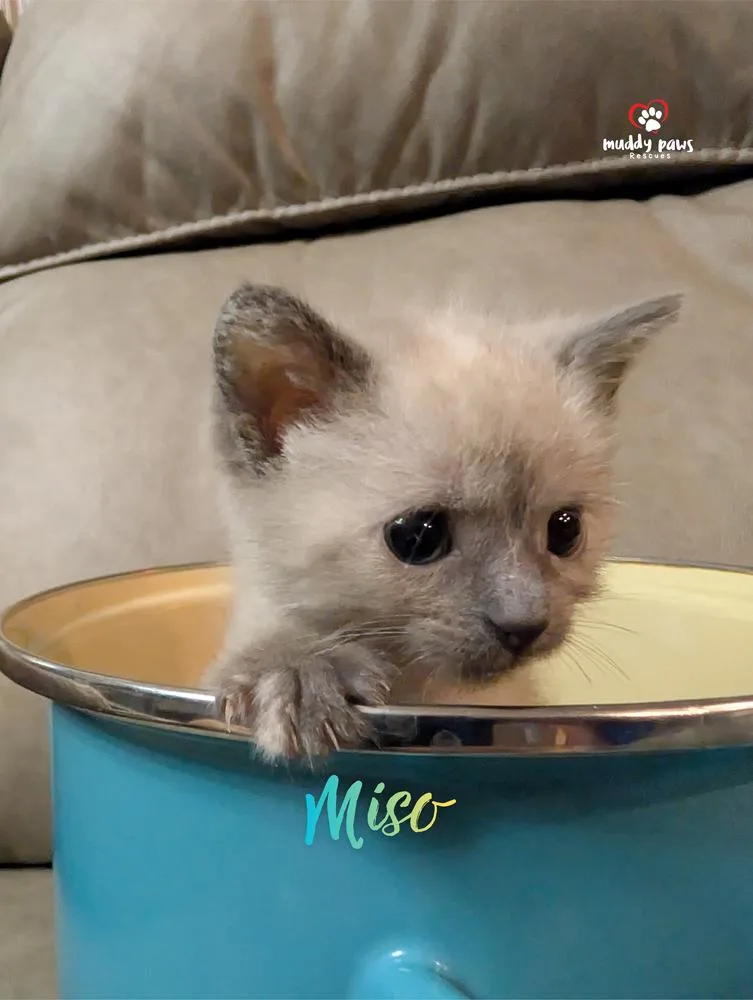 A baby small-sized female White Domestic Short Hair cat named Secret Ingredients: Miso for adoption in Council Bluffs, IA