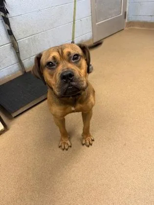 A young large-sized male Mixed Breed dog named Jarold for adoption in Chamblee, GA