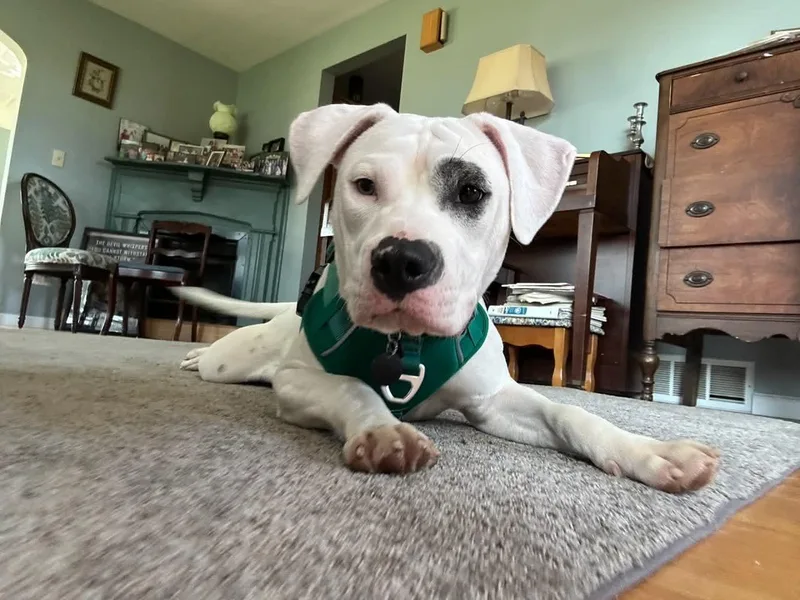 Beefy thumbnail 2