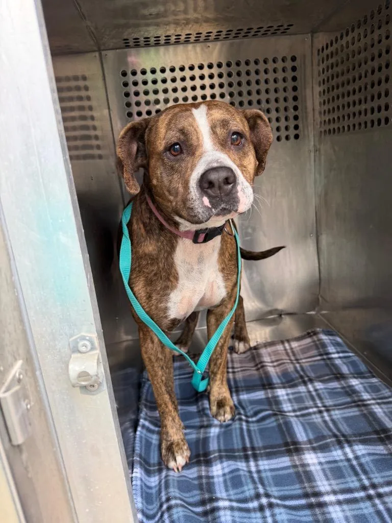 An adult large-sized female Mixed Breed dog named Jojo for adoption in Bossier City, LA