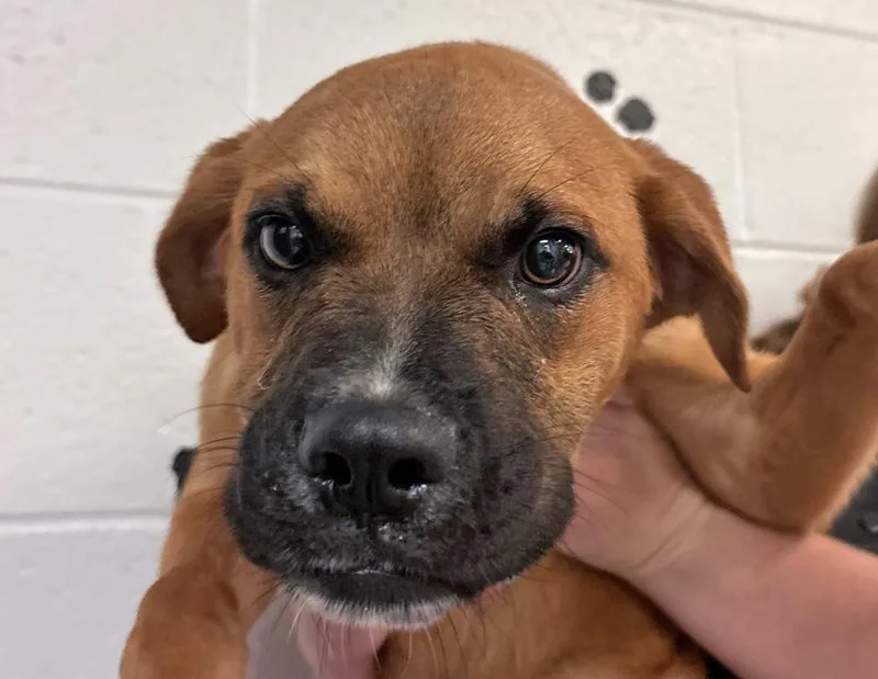 A young medium-sized male Red / Chestnut / Orange Boxer dog named Rocky for adoption in Columbus, IN