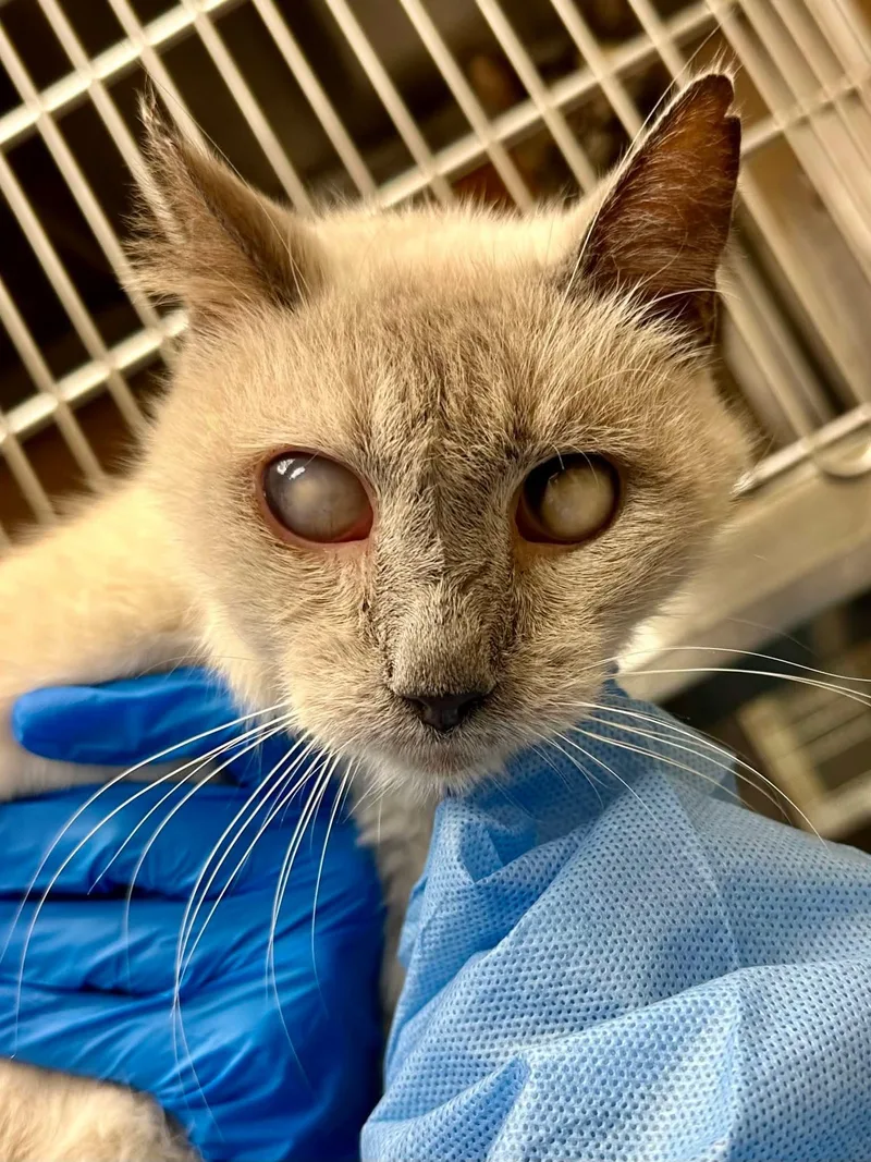 A senior small-sized male Blue Point Siamese cat named Purple Rain for adoption in Columbia, MO