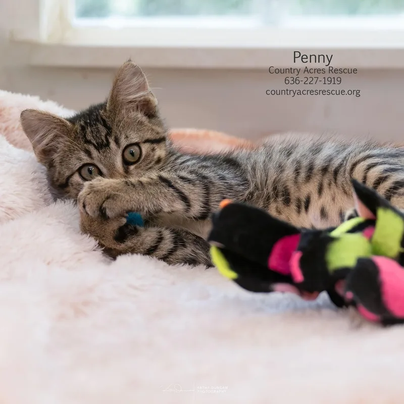 A baby medium-sized female Tabby (Brown / Chocolate) Domestic Short Hair cat named Penny for adoption in Manchester, MO