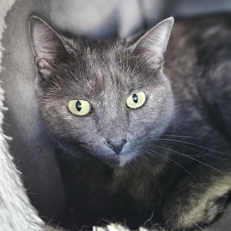 A senior medium-sized female Gray / Blue / Silver Domestic Short Hair cat named Gidget for adoption in Lakewood, CO