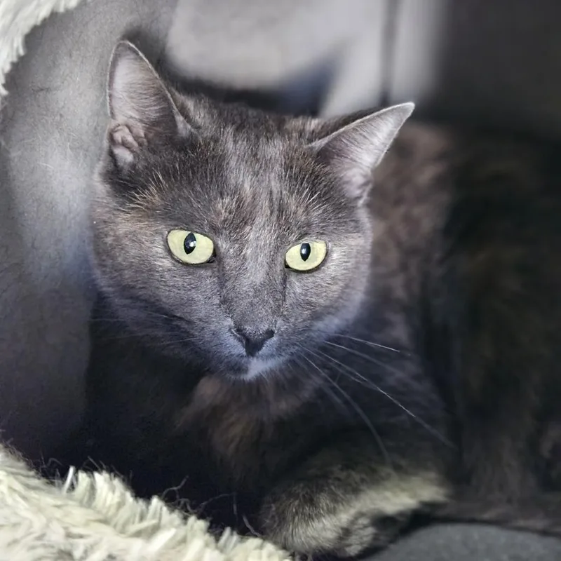 Gidget thumbnail 3