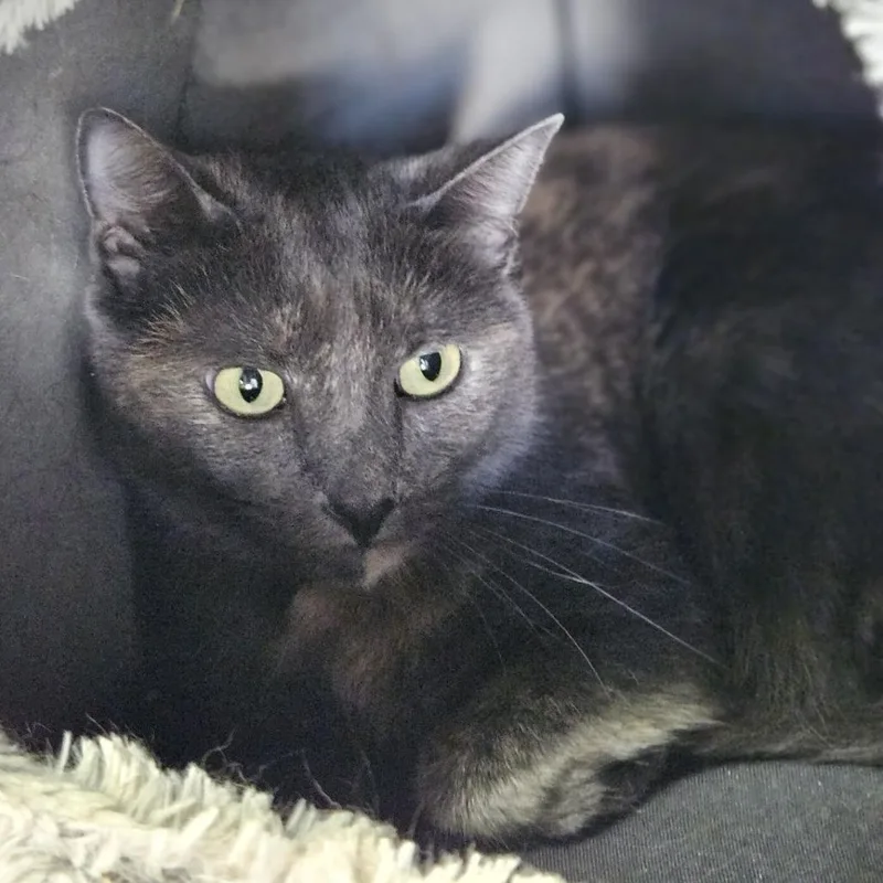 Gidget thumbnail 4