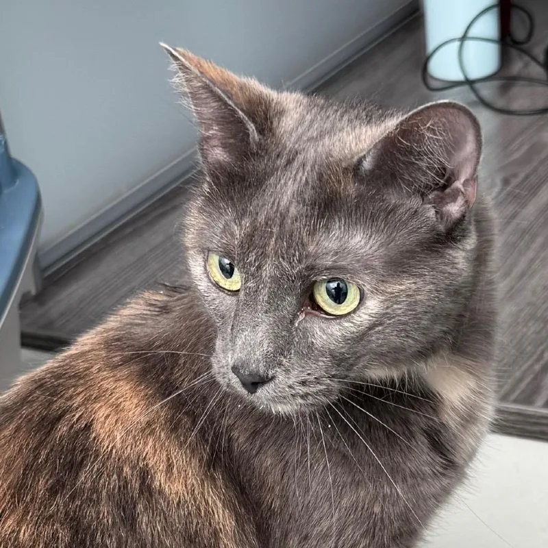 Gidget thumbnail 6