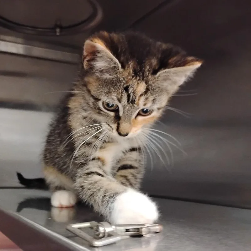 A baby small-sized female Gray / Blue / Silver Domestic Short Hair cat named Mabel for adoption in Bristol, IN