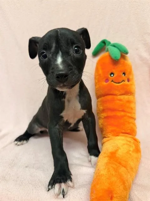 A baby small-sized female Boxer dog named Little Foot for adoption in Castaic, CA