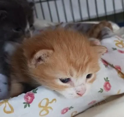 A baby medium-sized male Domestic Short Hair cat named Stu for adoption in West Memphis, AR