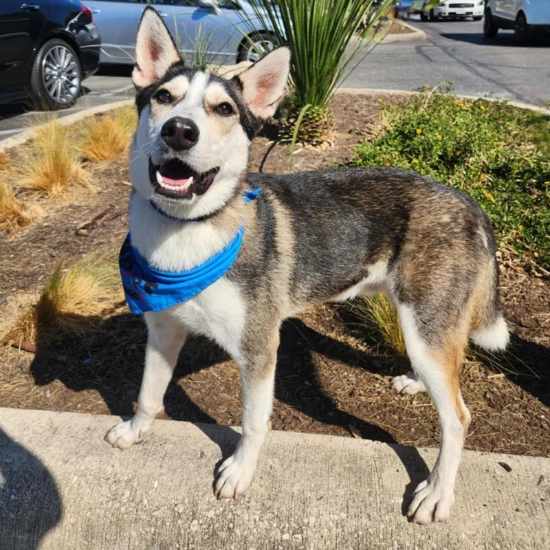 An adult medium-sized male Husky dog named Flash Lightning JuM for adoption in Austin, TX