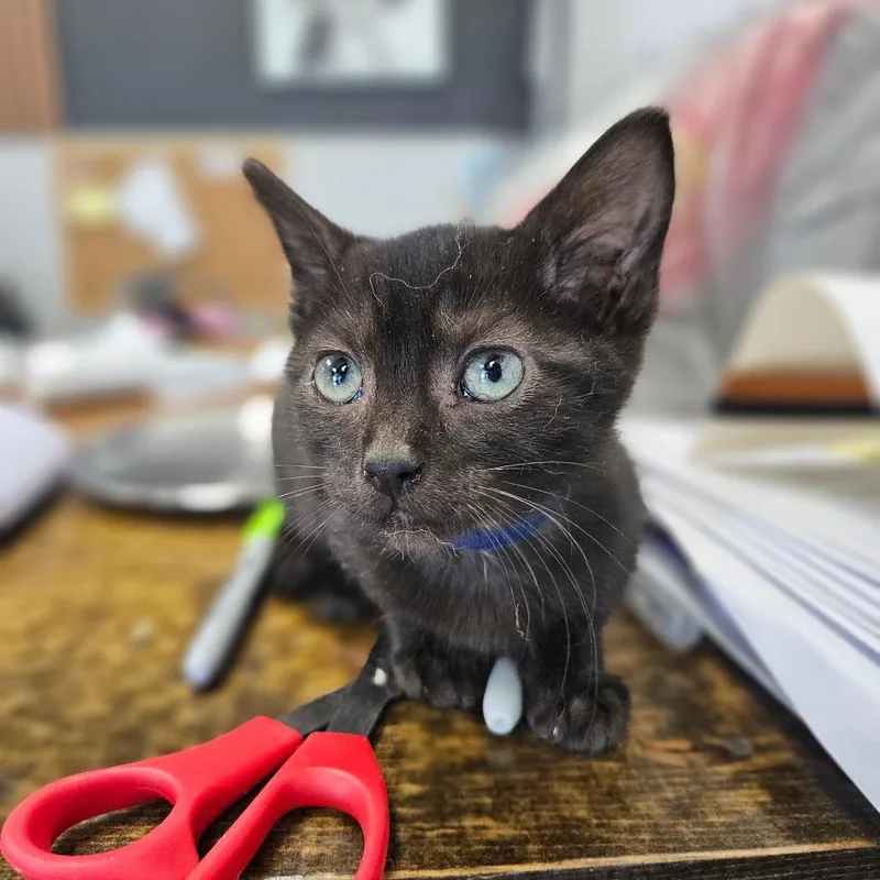 A baby small-sized female Domestic Medium Hair cat named Speedy Gonzales for adoption in Monticello, IA