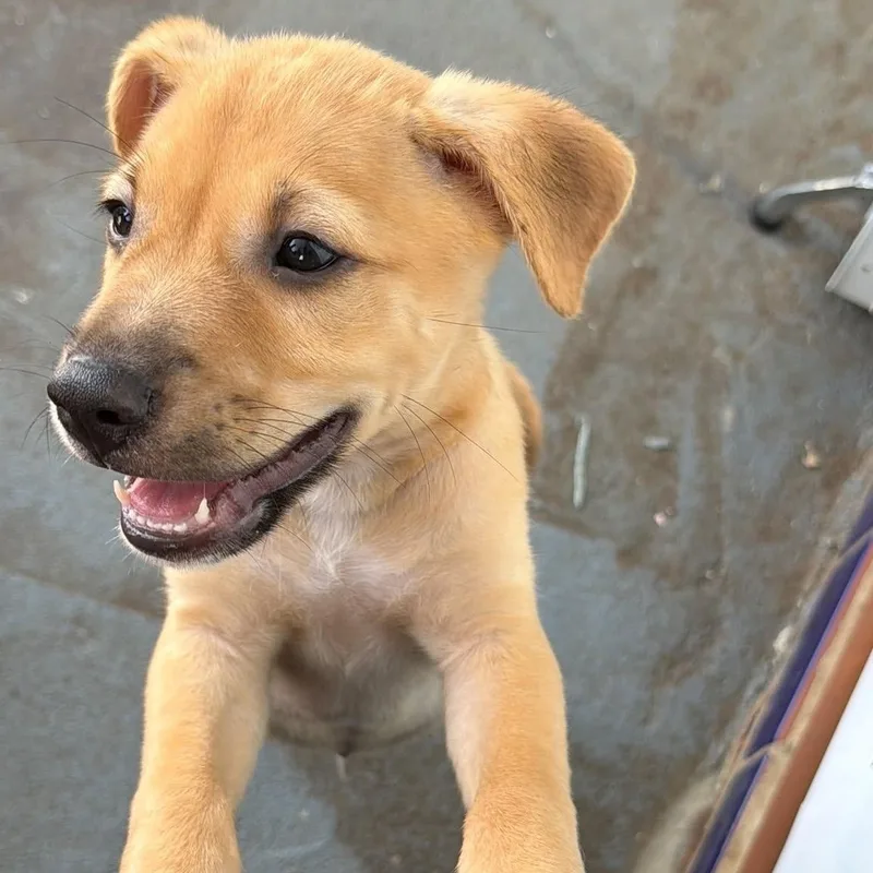 A baby medium-sized male Golden Labrador Retriever dog named Curry for adoption in Fort Belvoir, VA