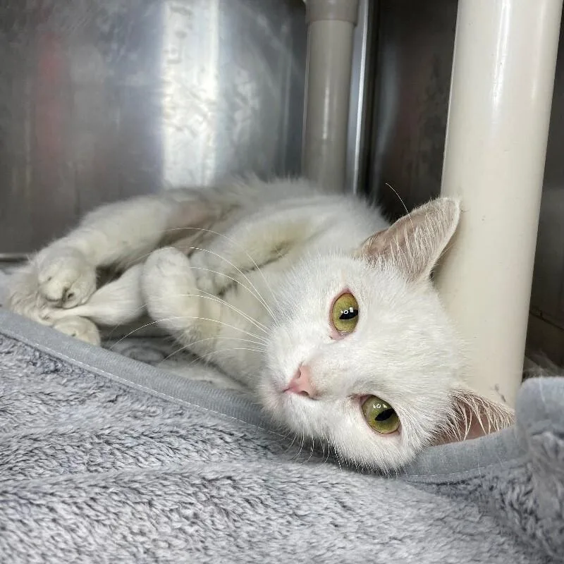 An adult medium-sized female Domestic Short Hair cat named Pretty Girl for adoption in Roanoke, VA