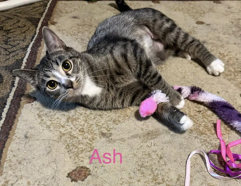 An adult medium-sized female Tabby (Gray / Blue / Silver) Domestic Short Hair cat named Ash for adoption in Herculaneum, MO