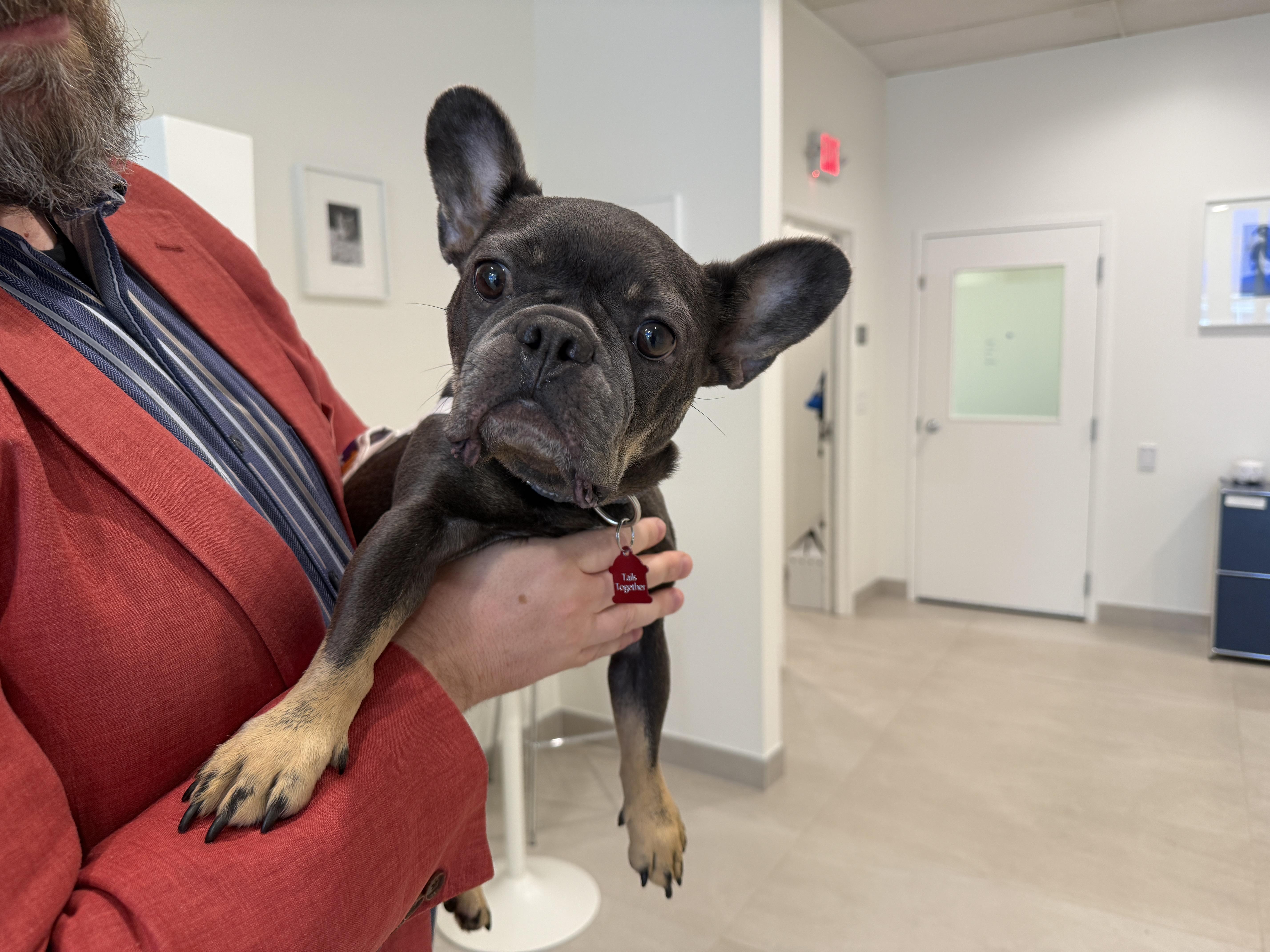 An adult small-sized female French Bulldog dog named Bella for adoption in Evanston, IL