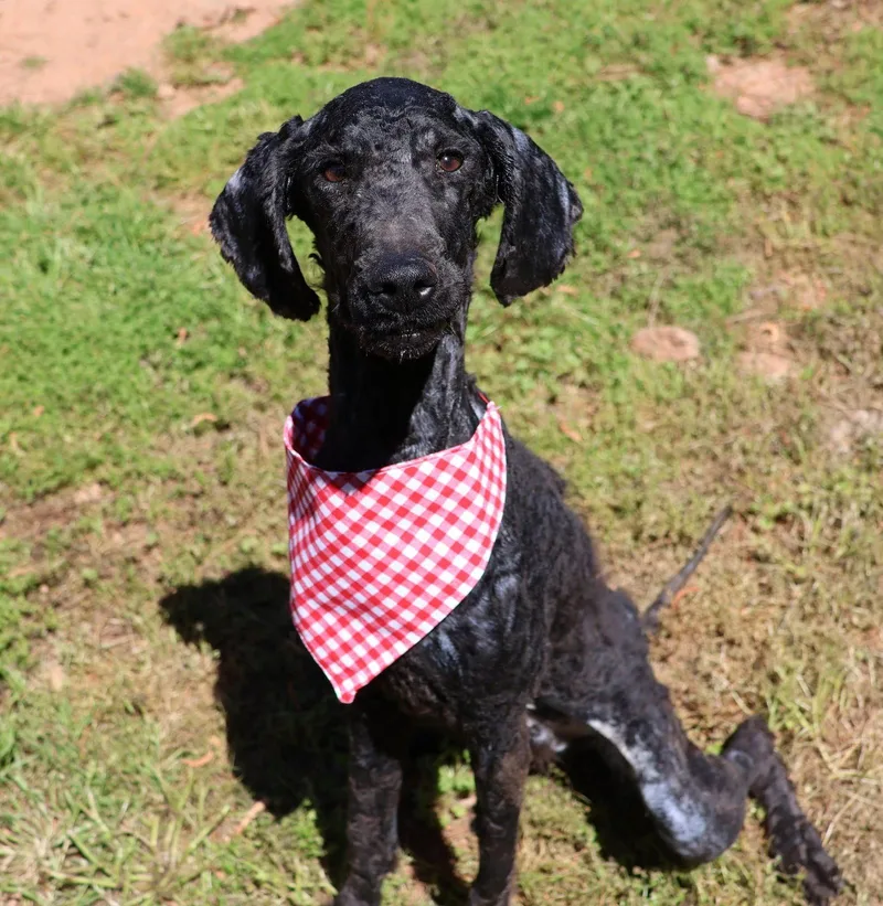 A young medium-sized male Standard Poodle dog named Ozzie Athens for adoption in Rockaway, NJ