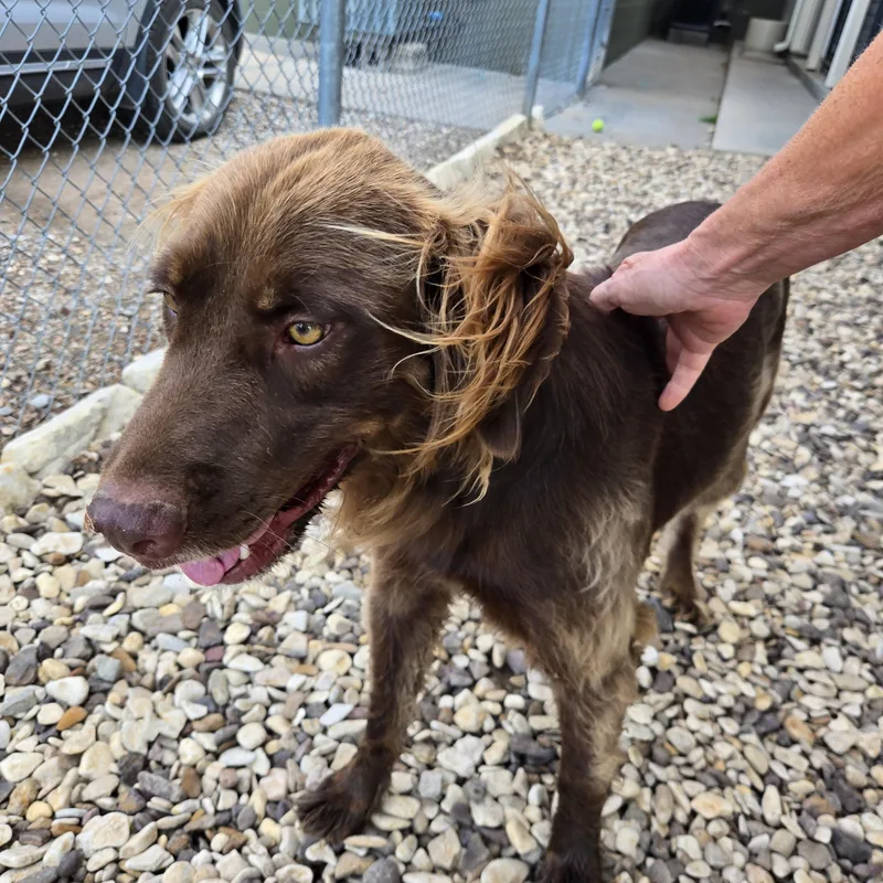 An adult large-sized male Mixed Breed dog named Bj for adoption in Sterling, KS
