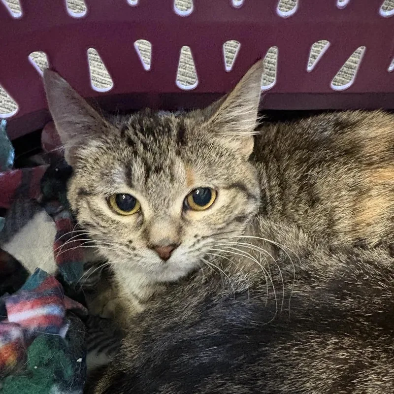 A baby small-sized female Torbie Domestic Short Hair cat named Pipette for adoption in St. Paul, MN