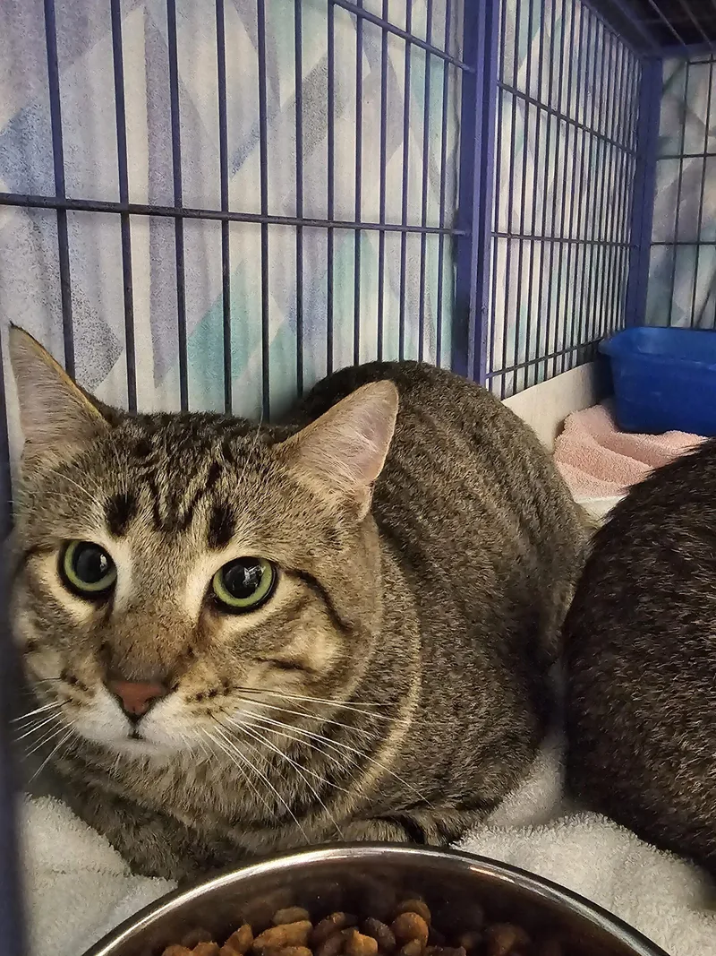 A young medium-sized male Tabby (Brown / Chocolate) Domestic Short Hair cat named QP Quarter Pounder for adoption in Burlington, IA