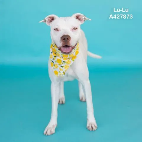 An adult medium-sized female Pit Bull Terrier dog named Lulu for adoption in Conroe, TX