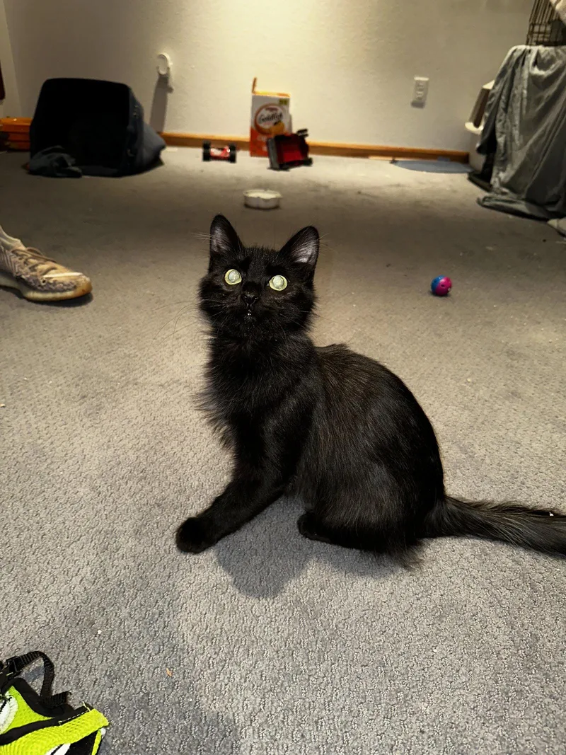 A young medium-sized male Black Domestic Medium Hair cat named Dancer for adoption in Aurora, CO