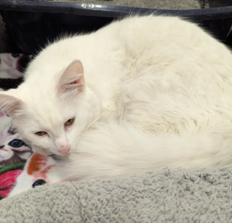 Jennifer Rose thumbnail 2