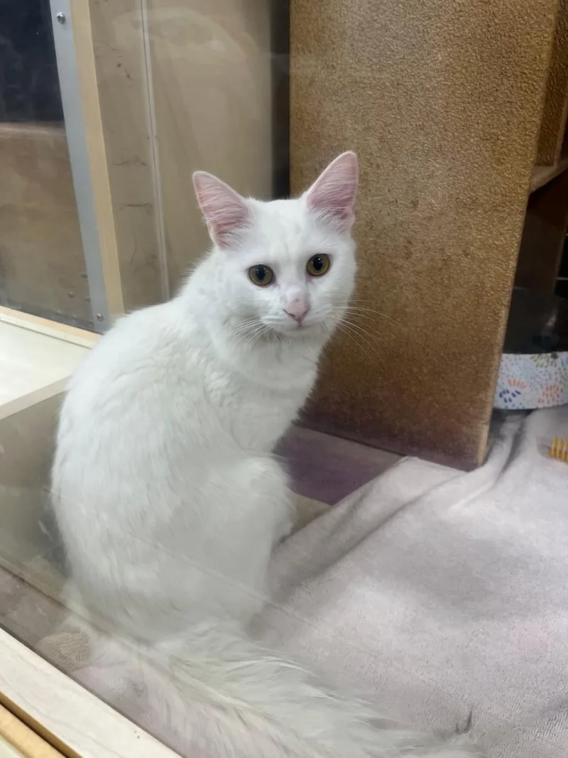 Jennifer Rose thumbnail 3