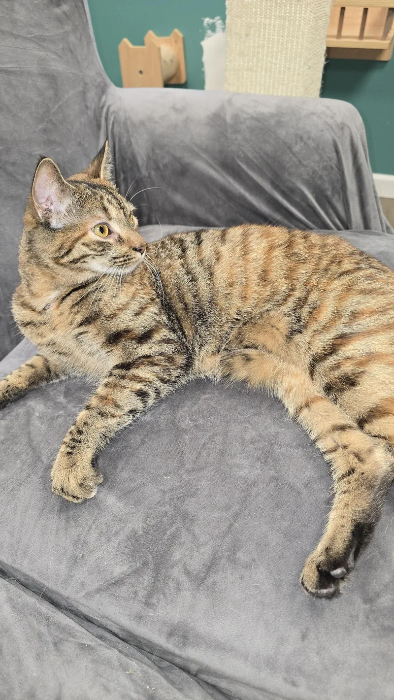 A young medium-sized female Domestic Short Hair cat named Kesha for adoption in Hershey, PA