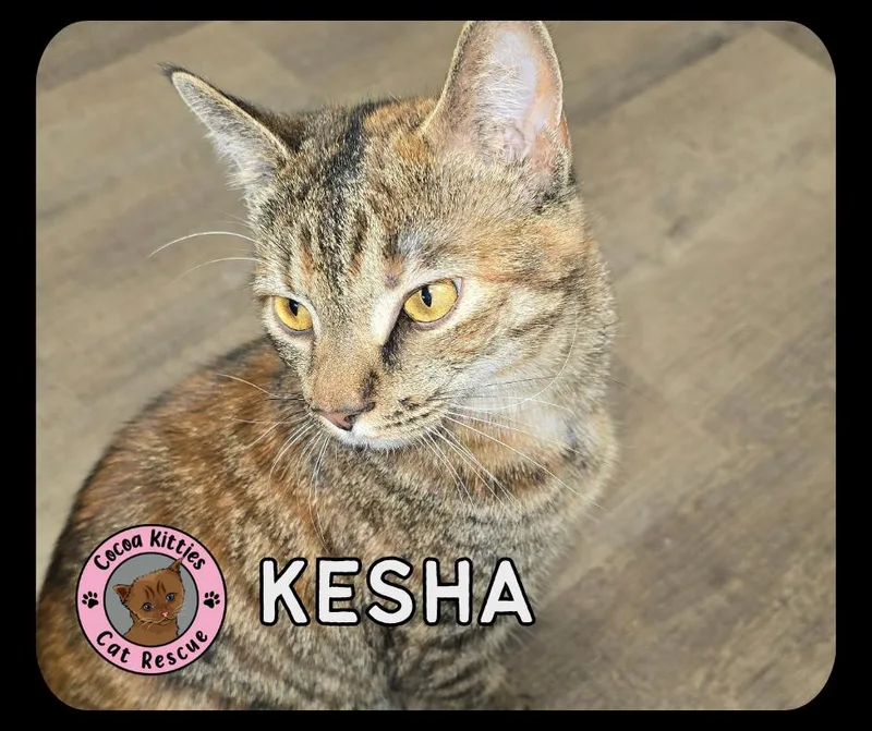 Kesha thumbnail 3