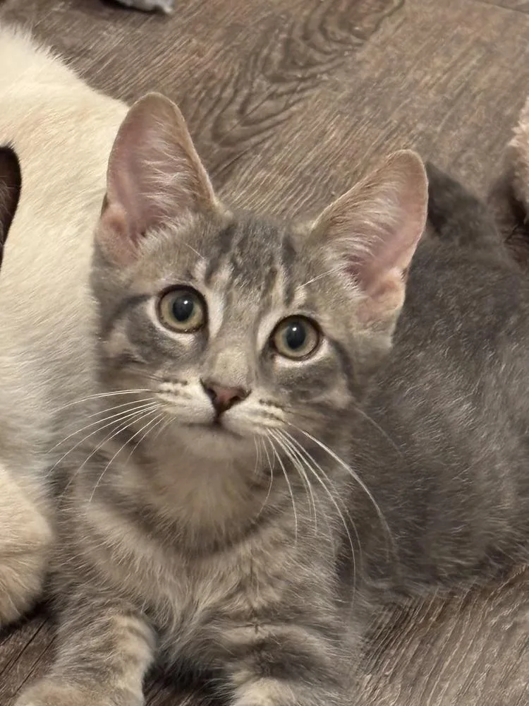A baby small-sized male Gray / Blue / Silver Domestic Short Hair cat named Nathan for adoption in Plymouth, MI