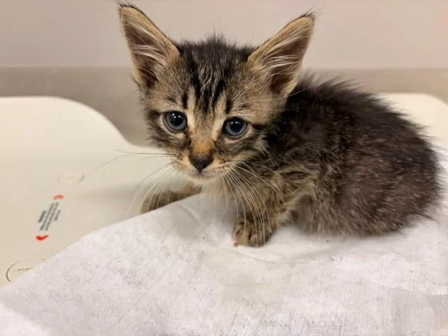 A baby small-sized male Domestic Short Hair cat named Kinger for adoption in Baytown, TX