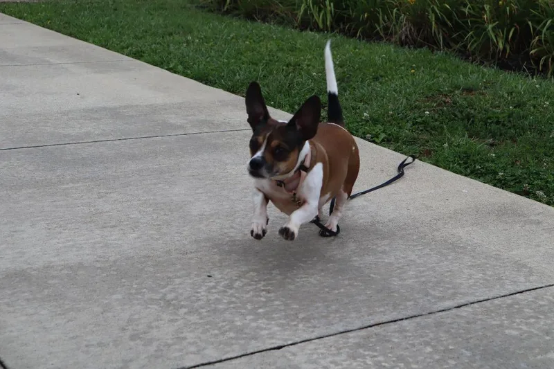 An adult small-sized female Dachshund dog named Misty for adoption in Goshen, KY