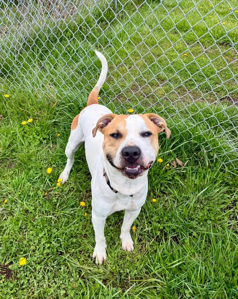 A young medium-sized male White / Cream American Staffordshire Terrier dog named Chance for adoption in Hornell, NY