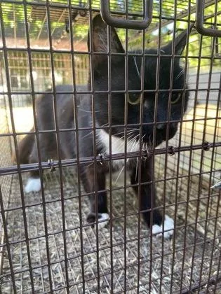 A senior small-sized female Domestic Short Hair cat named Sidie for adoption in Roseville, CA