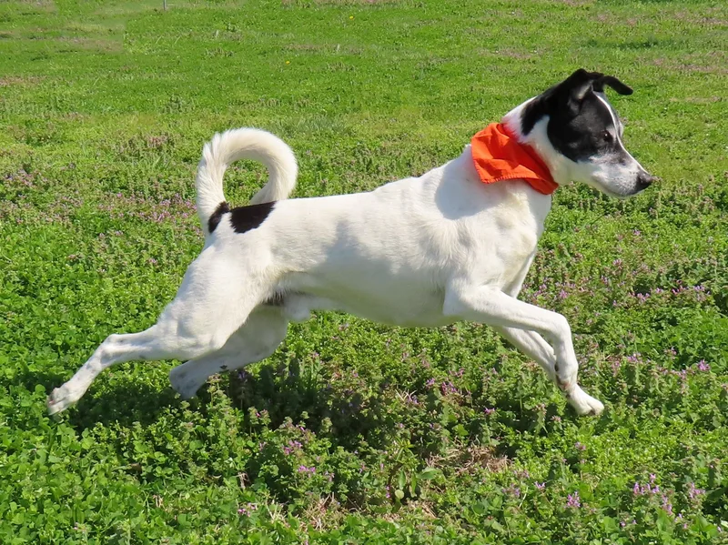 Sparky  Ca thumbnail 2